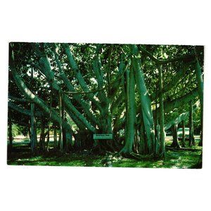 Vintage Postcard Banyan Tree Florida Forest L-124 Arbor Roadside Attraction